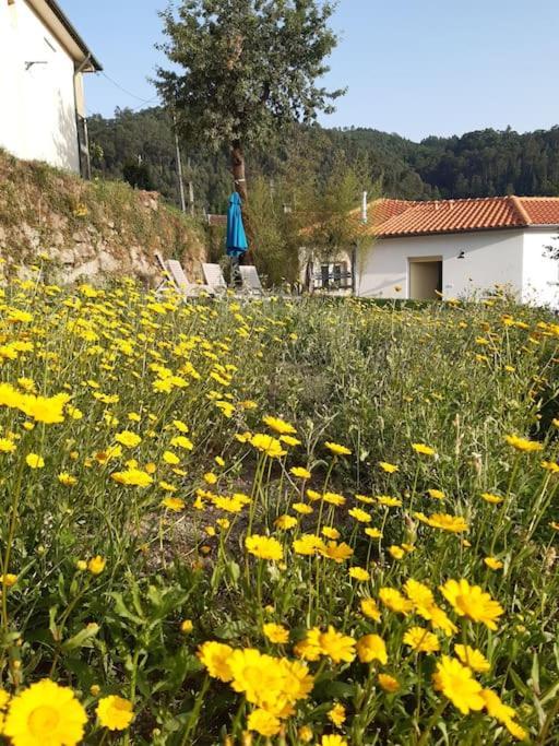 A Casa Com 2 Pereiras Bed and Breakfast Terras de Bouro Buitenkant foto